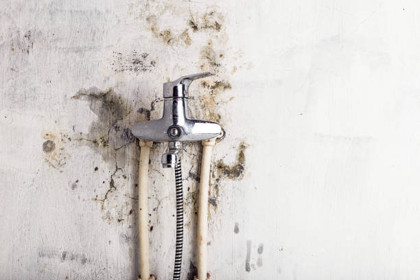 Best Mold Cleaning Services  in Roland, AR