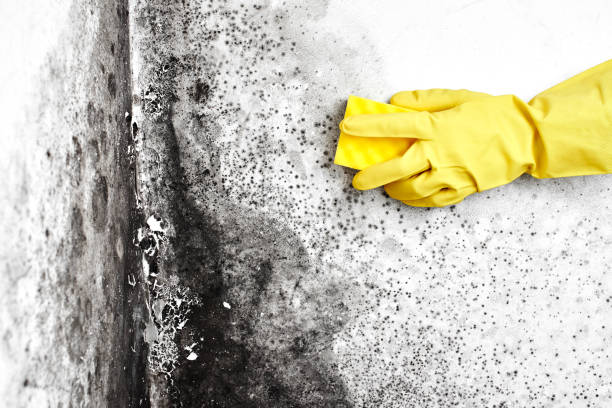 Office Mold Removal Services in Roland, AR