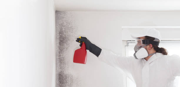 Best Local Mold Removal Service  in Roland, AR