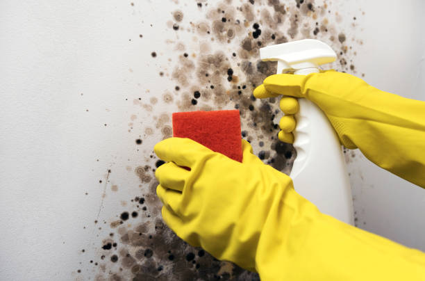 Crawl Space Mold Removal in Roland, AR