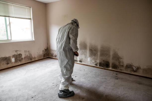 Best Toxic Mold Removal  in Roland, AR
