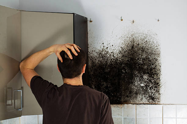 Home Mold Removal in Roland, AR