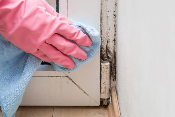 Best Residential Mold Removal  in Roland, AR
